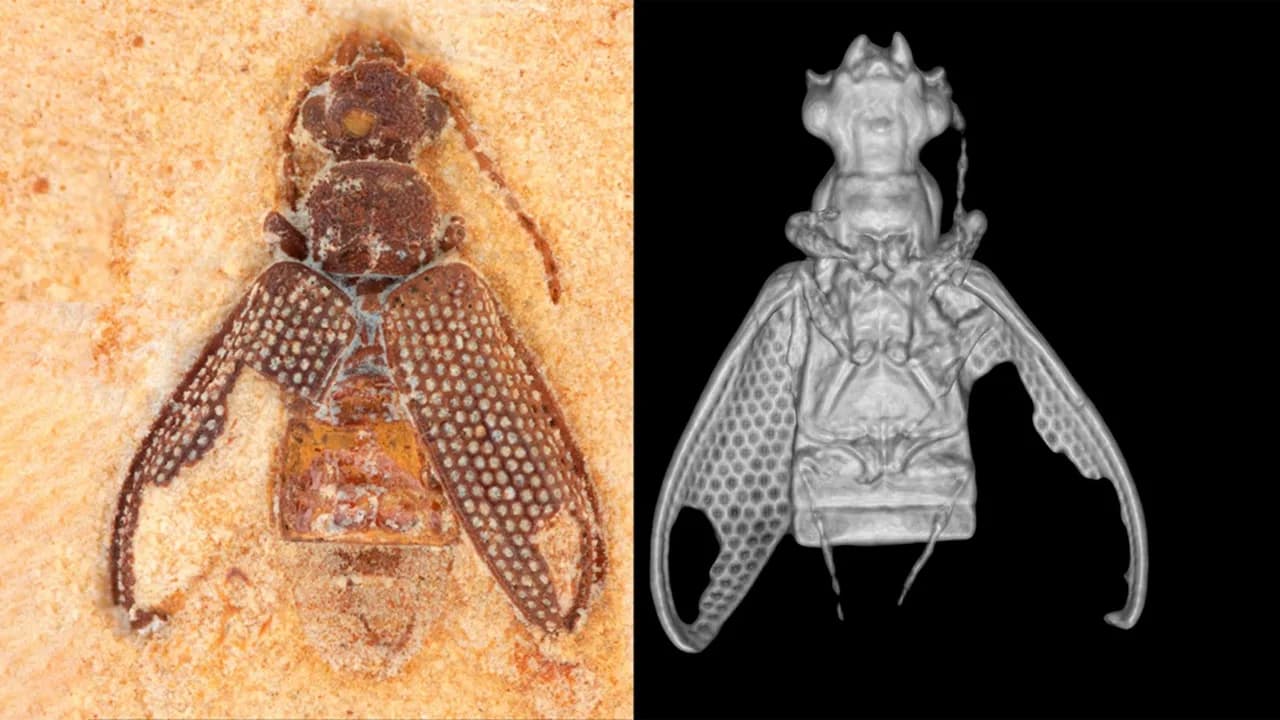 Micro-CT no fóssil de 113 milhões de anos: guia